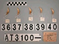 藏品(獸牙)的圖片